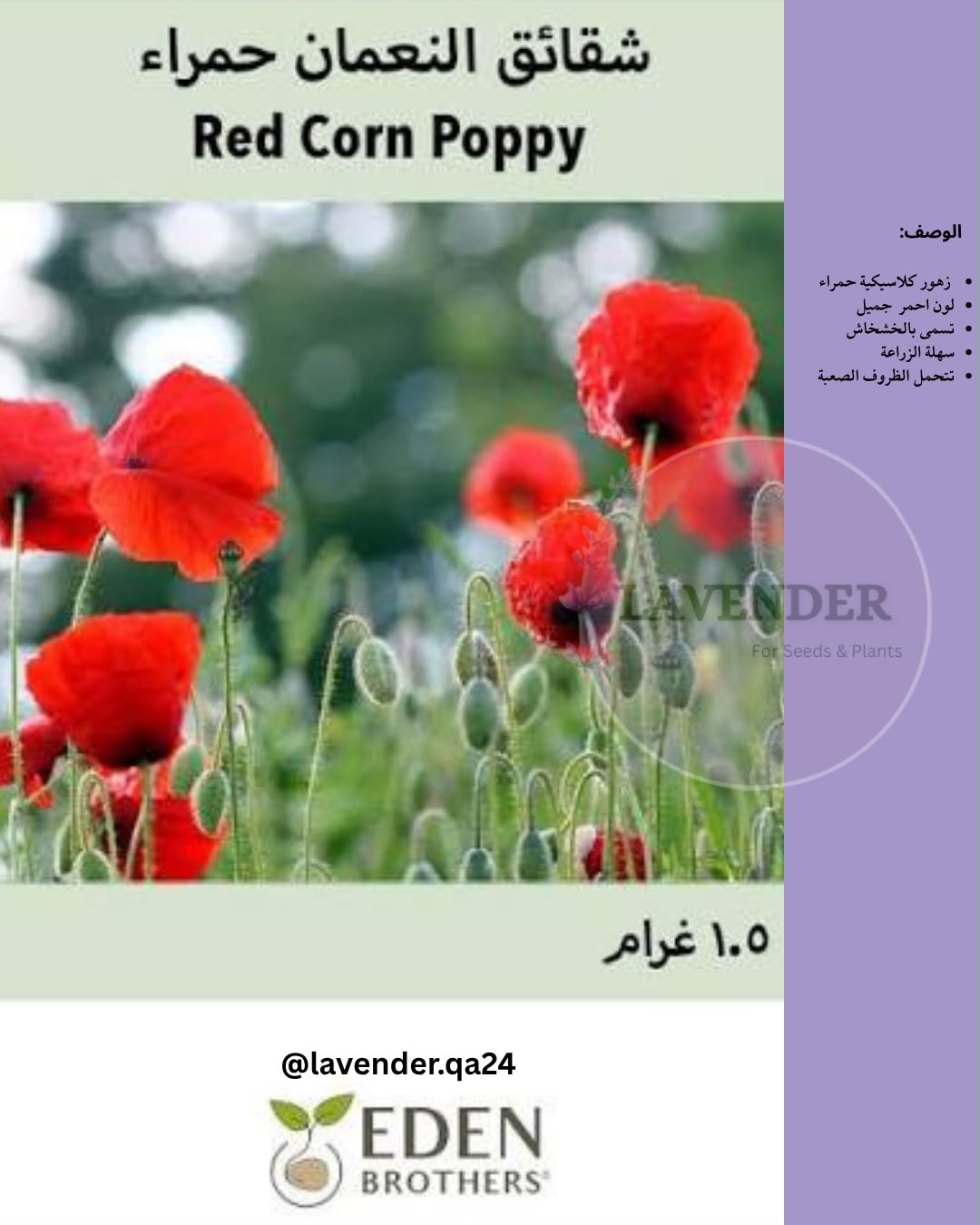 شقائق النعمان حمراء - Red Corn Poppy