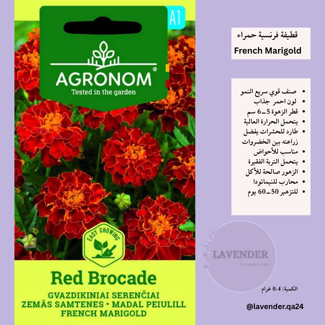 قطيفة فرنسية حمراء- French Marigold Red