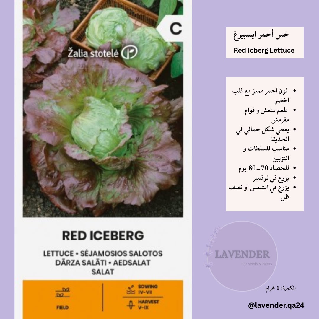 خس احمر ايسبيرغ - Red Iceberg Lettuce
