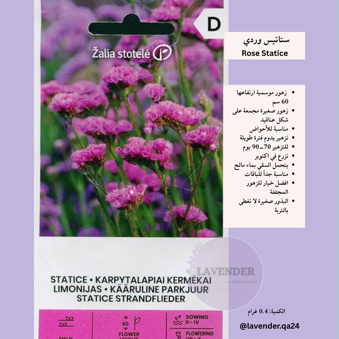 ستاتيس وردي- Rose Statice