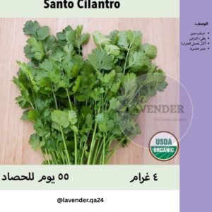 كزبرة سانتو بطيئة التزهير - Santo Cilantro