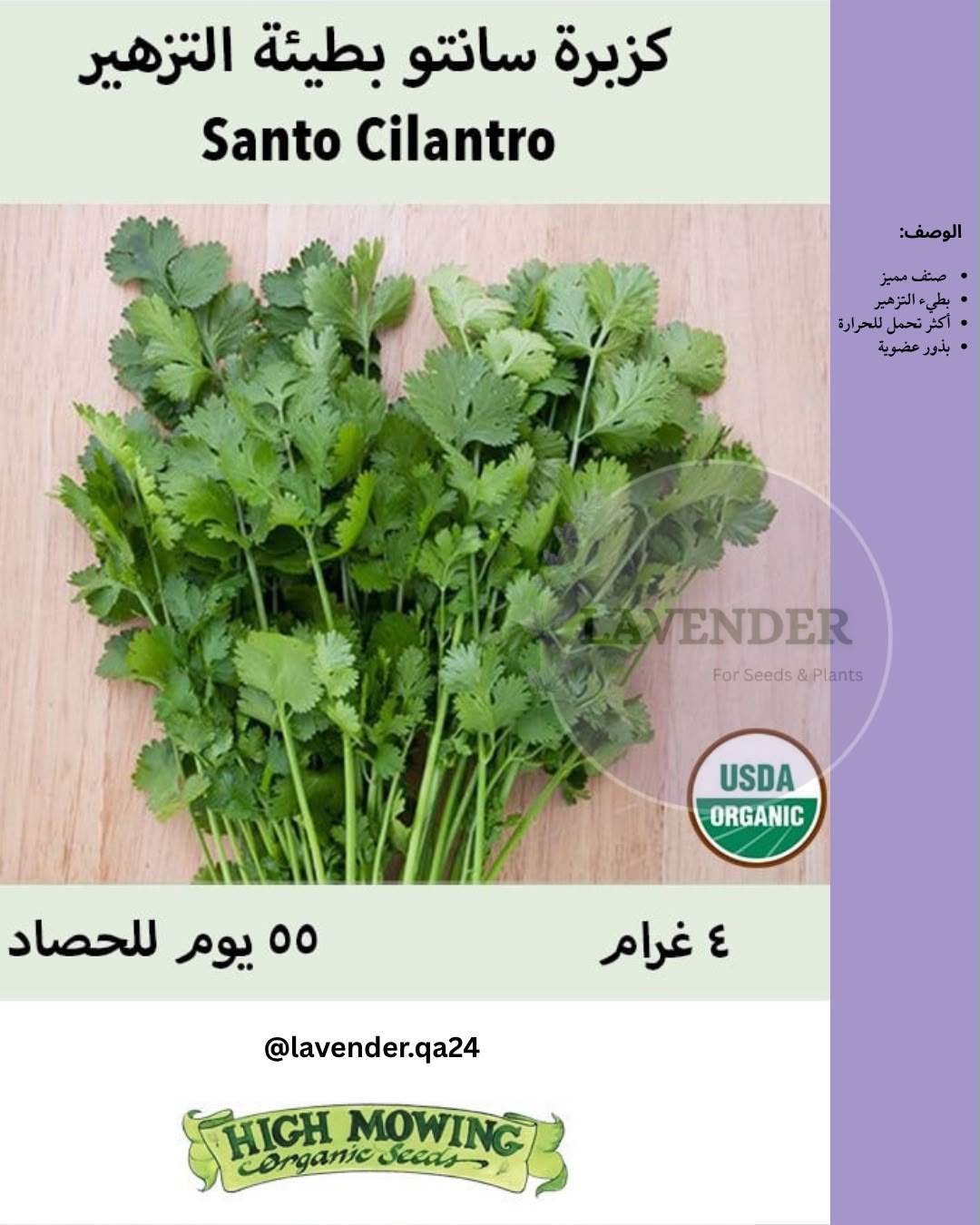 كزبرة سانتو بطيئة التزهير - Santo Cilantro