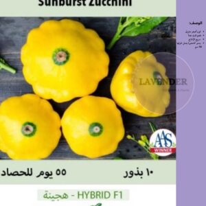 كوسا ذهبية مسطحة - Sunburst Zucchini