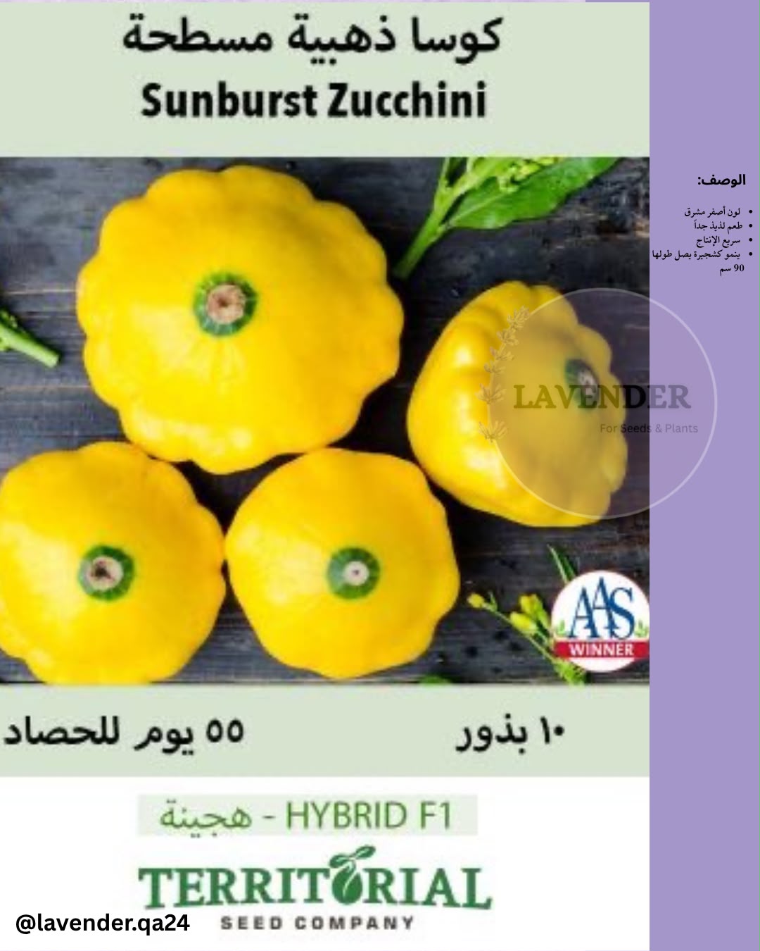 كوسا ذهبية مسطحة - Sunburst Zucchini