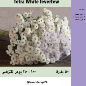 اقحوان تيترا - Tetra White Feverfew