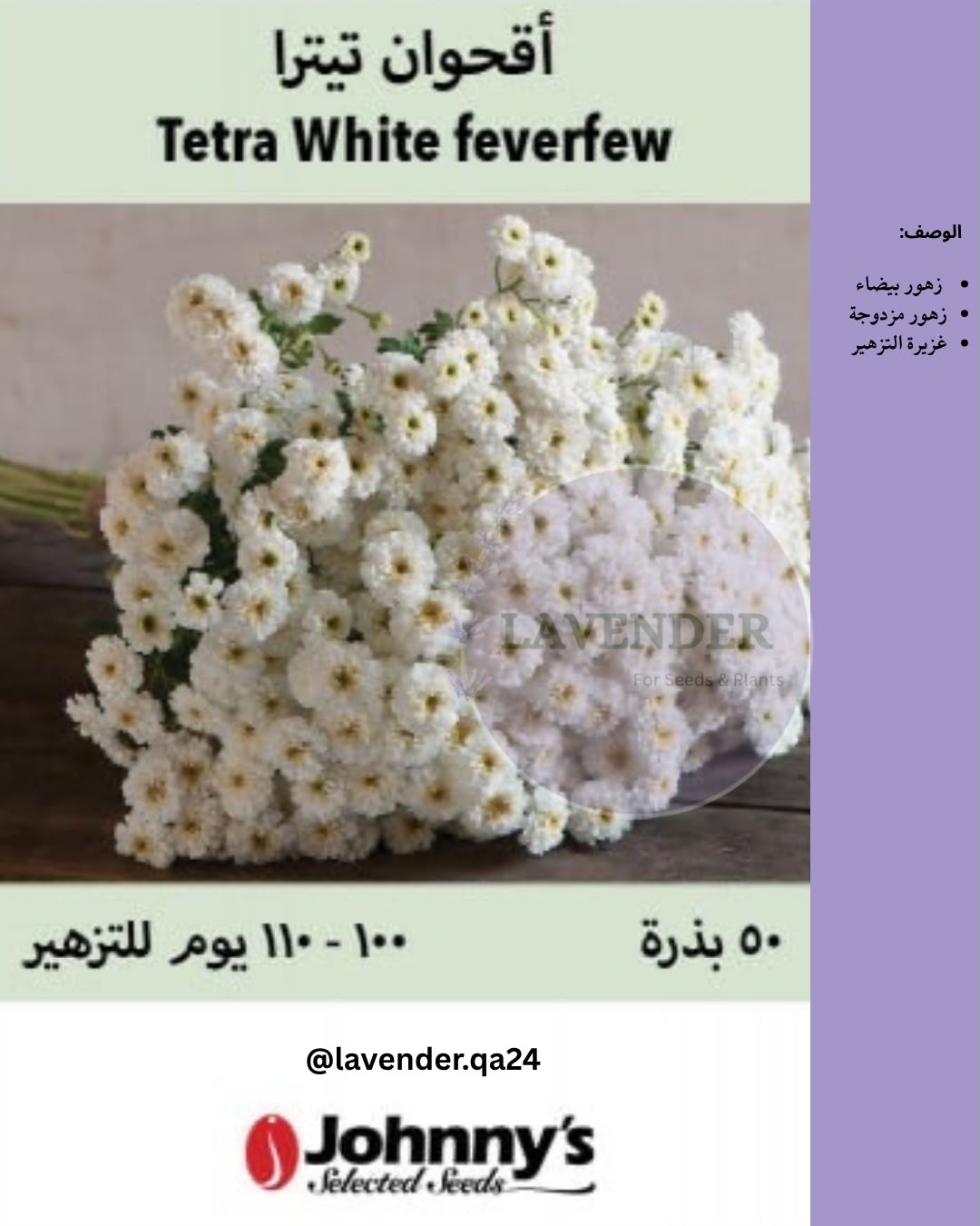 اقحوان تيترا - Tetra White Feverfew