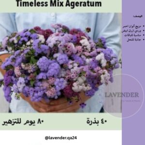 اجراتوم ملونة - Timeless Mix Ageratum