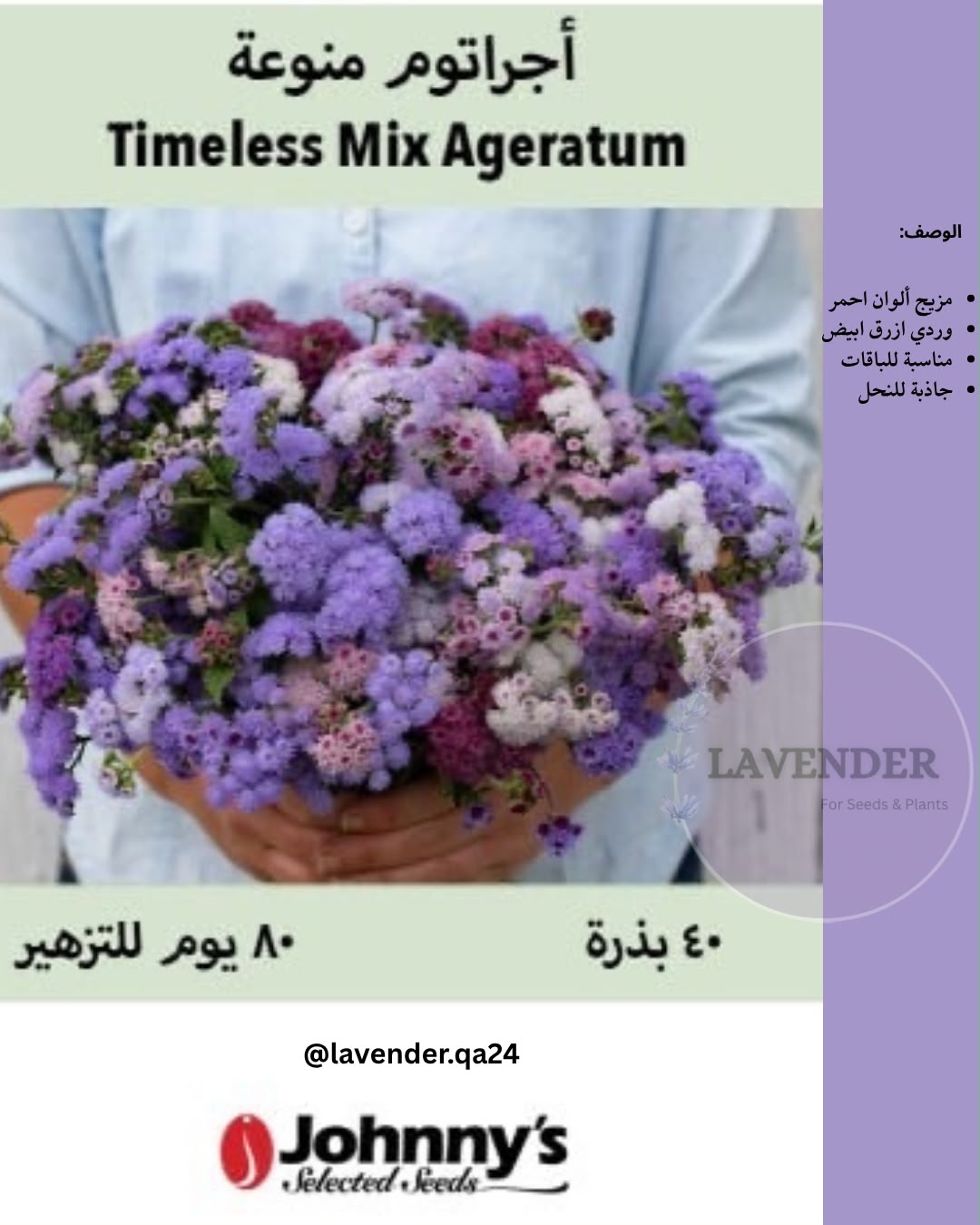 اجراتوم ملونة - Timeless Mix Ageratum