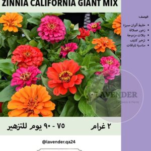 زينيا كالفورنيا العملاقة- Zinnia California Giant Mix