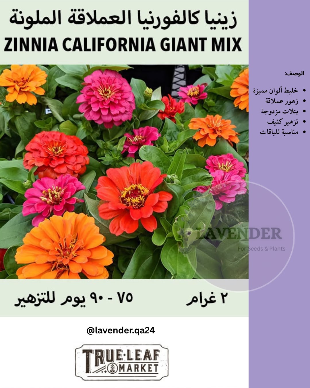 زينيا كالفورنيا العملاقة- Zinnia California Giant Mix