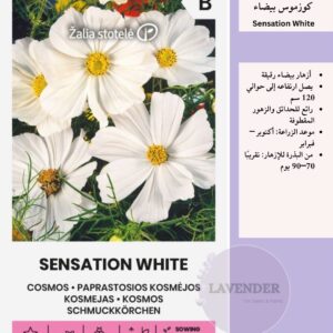 White Cosmos -كوزموس بيضاء